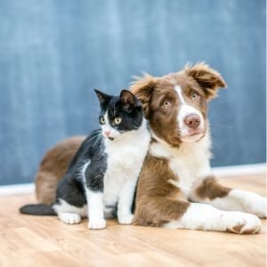 categoria-mascotas-banner-home